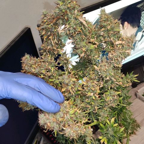 (A-ID) [02/22] {BF} - Zkittlez OG #4 growlog timeline photo