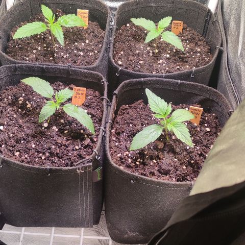 (A-ID) [02/22] {BF} - Zkittlez OG #4 growlog timeline photo