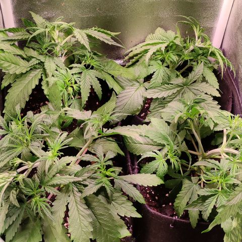 (A-ID) [02/22] {BF} - Zkittlez OG #4 growlog timeline photo