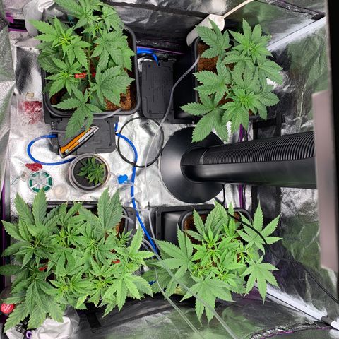 Amnesia Haze growlog timeline photo