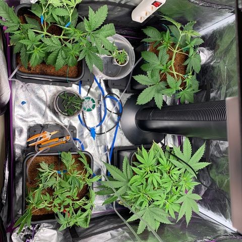 Amnesia Haze growlog timeline photo