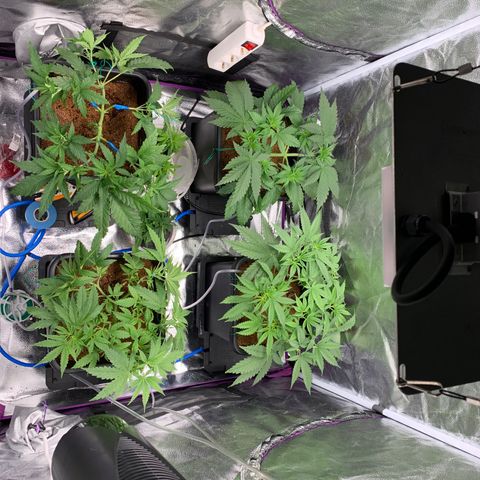 Amnesia Haze growlog timeline photo