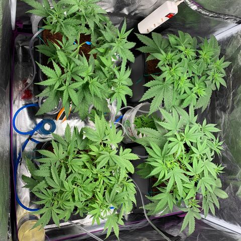 Amnesia Haze growlog timeline photo