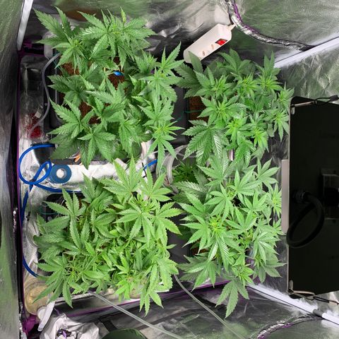Amnesia Haze growlog timeline photo