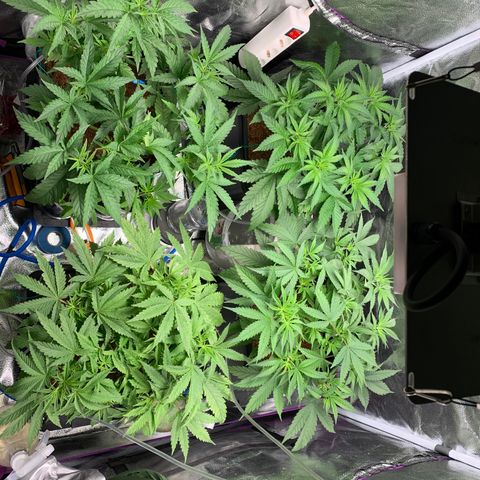 Amnesia Haze growlog timeline photo