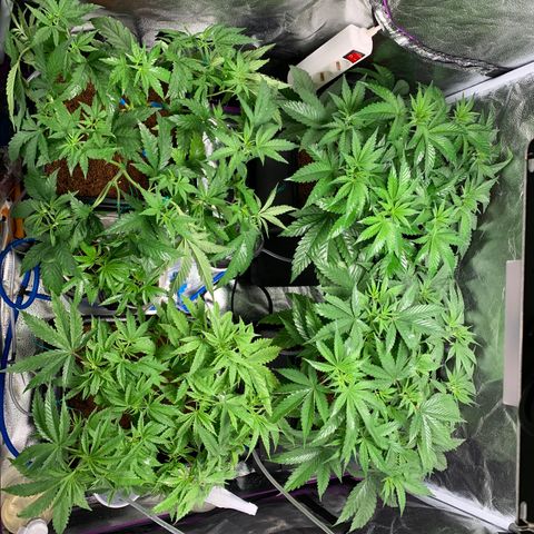 Amnesia Haze growlog timeline photo