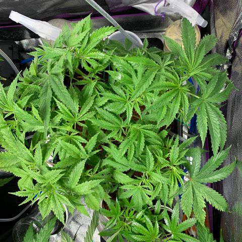 Amnesia Haze growlog timeline photo