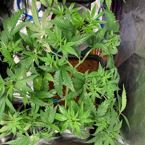 Amnesia Haze growlog timeline photo