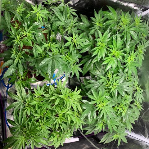 Amnesia Haze growlog timeline photo