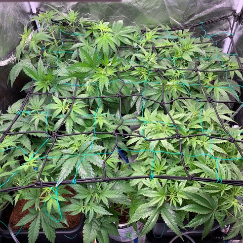 Amnesia Haze growlog timeline photo