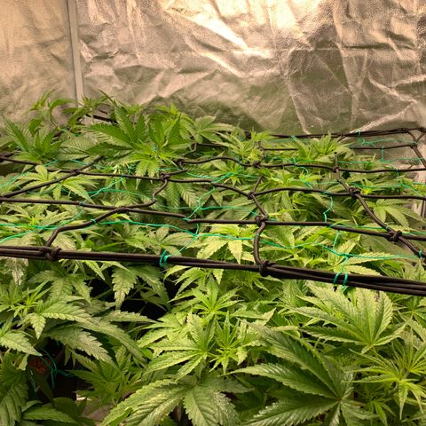 Amnesia Haze growlog timeline photo