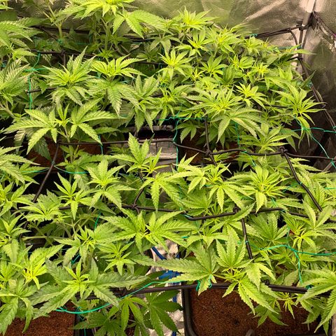 Amnesia Haze growlog timeline photo
