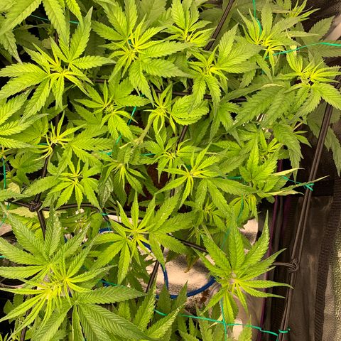 Amnesia Haze growlog timeline photo