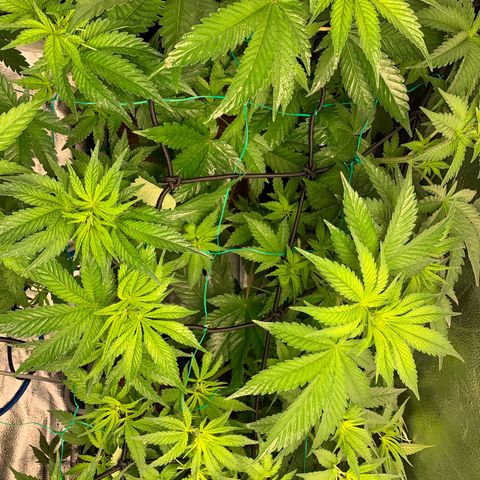 Amnesia Haze growlog timeline photo