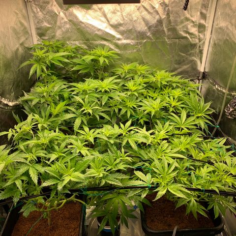 Amnesia Haze growlog timeline photo