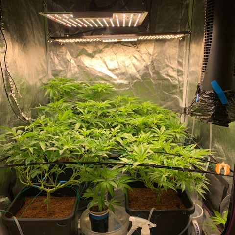 Amnesia Haze growlog timeline photo