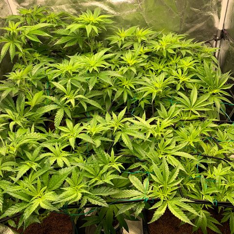 Amnesia Haze growlog timeline photo