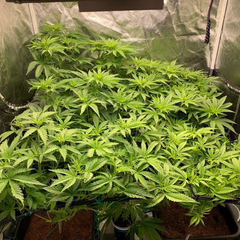 Amnesia Haze growlog timeline photo
