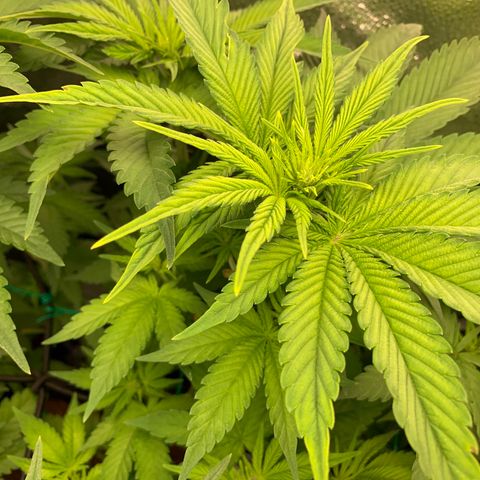 Amnesia Haze growlog timeline photo
