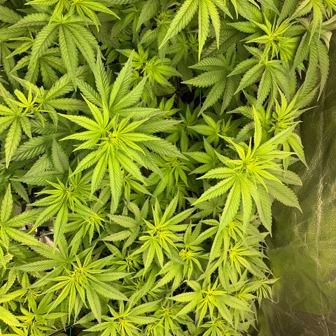 Amnesia Haze growlog timeline photo