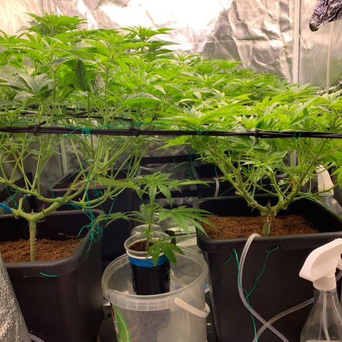 Amnesia Haze growlog timeline photo