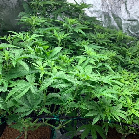 Amnesia Haze growlog timeline photo