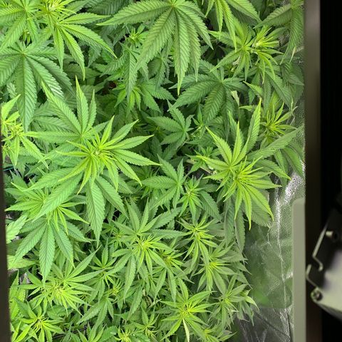 Amnesia Haze growlog timeline photo