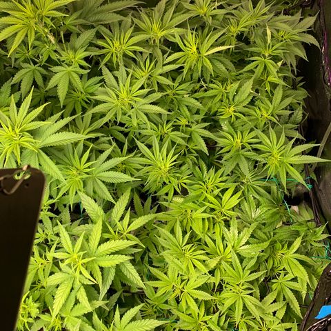 Amnesia Haze growlog timeline photo