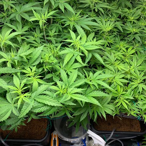 Amnesia Haze growlog timeline photo
