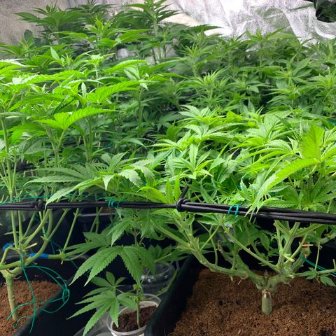 Amnesia Haze growlog timeline photo