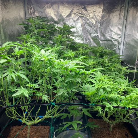 Amnesia Haze growlog timeline photo