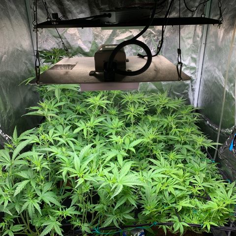 Amnesia Haze growlog timeline photo