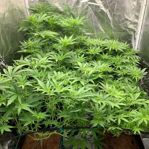 Amnesia Haze growlog timeline photo