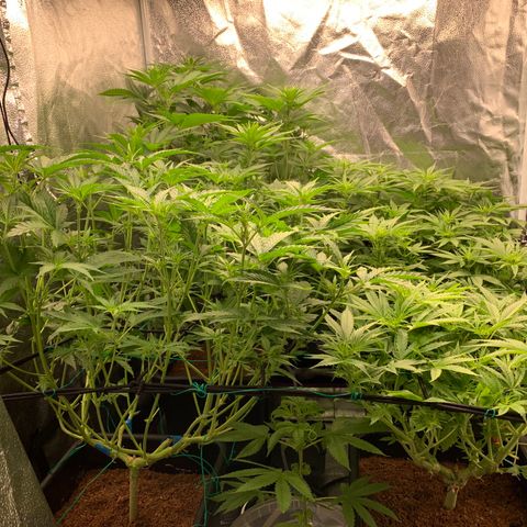 Amnesia Haze growlog timeline photo