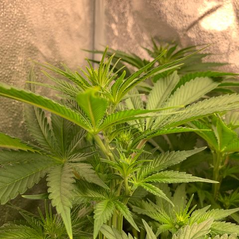 Amnesia Haze growlog timeline photo