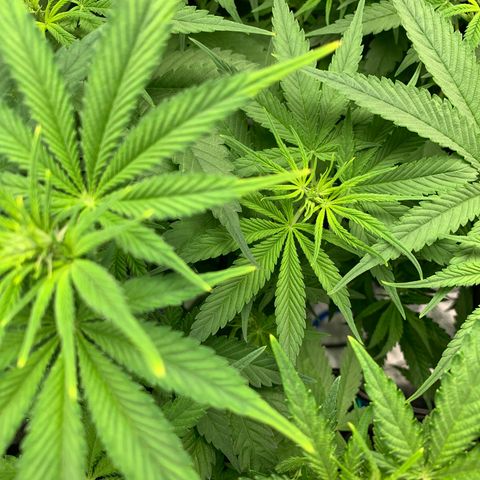 Amnesia Haze growlog timeline photo