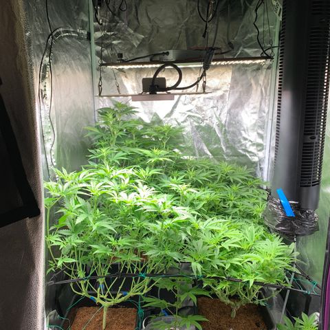 Amnesia Haze growlog timeline photo