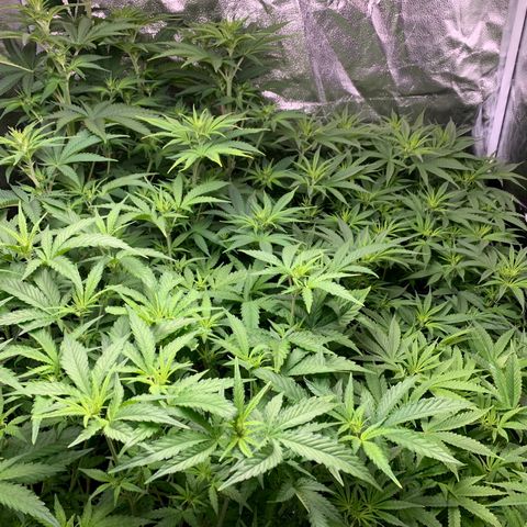 Amnesia Haze growlog timeline photo