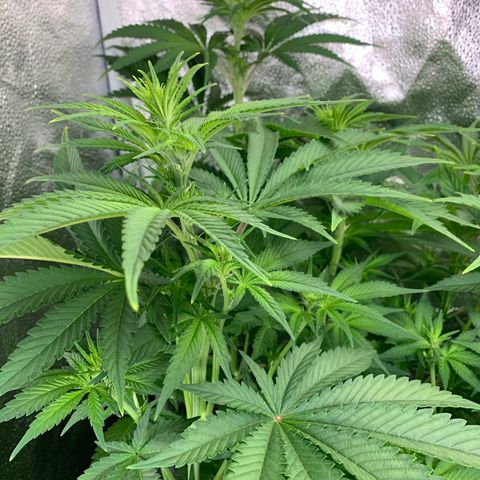 Amnesia Haze growlog timeline photo