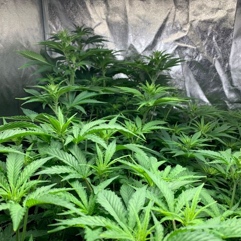 Amnesia Haze growlog timeline photo