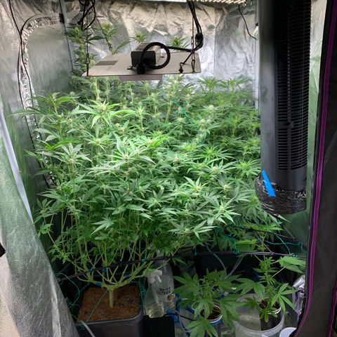 Amnesia Haze growlog timeline photo