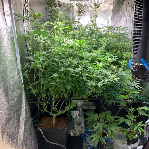 Amnesia Haze growlog timeline photo