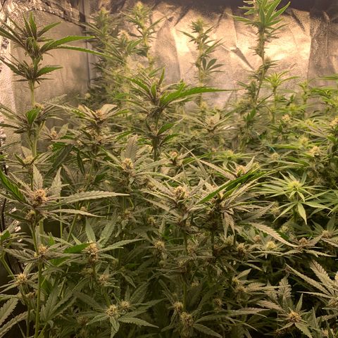 Amnesia Haze growlog timeline photo