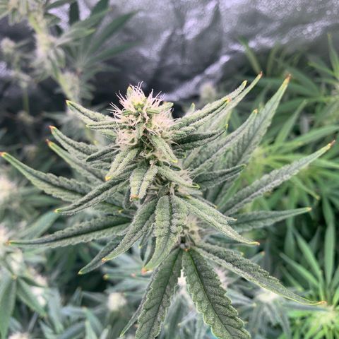 Amnesia Haze growlog timeline photo