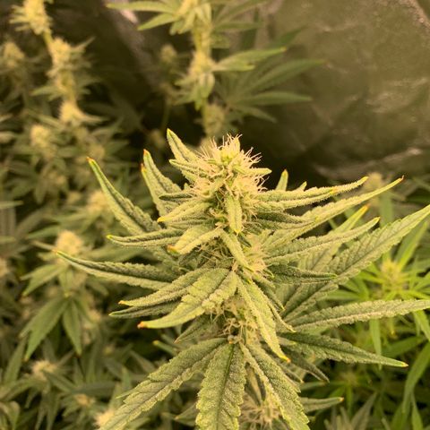 Amnesia Haze growlog timeline photo