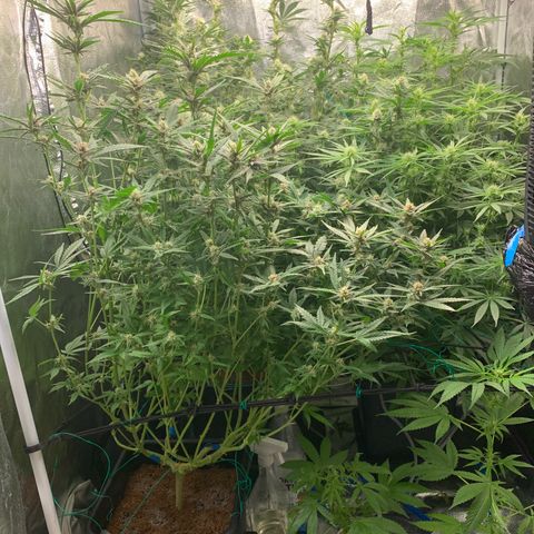 Amnesia Haze growlog timeline photo