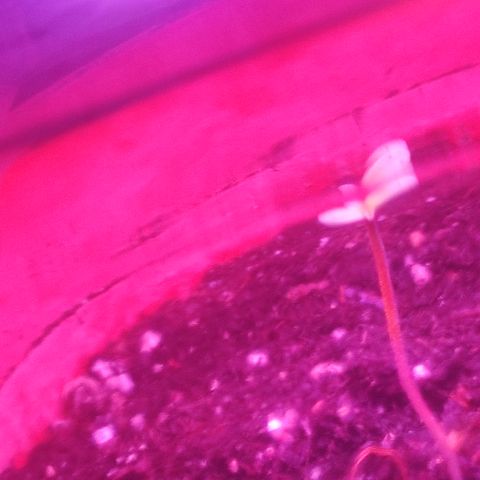 Nausicää fem auto experiment 1 growlog timeline photo