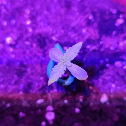 Nausicää fem auto experiment 1 growlog timeline photo