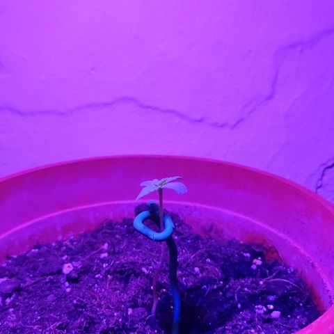 Nausicää fem auto experiment 1 growlog timeline photo