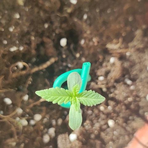 Nausicää fem auto experiment 1 growlog timeline photo